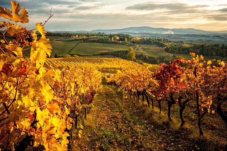 Sangiovese e non solo Toscana, terra di grandi vini