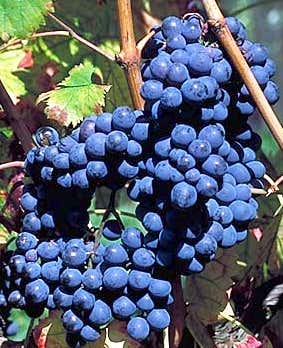 Sangiovese