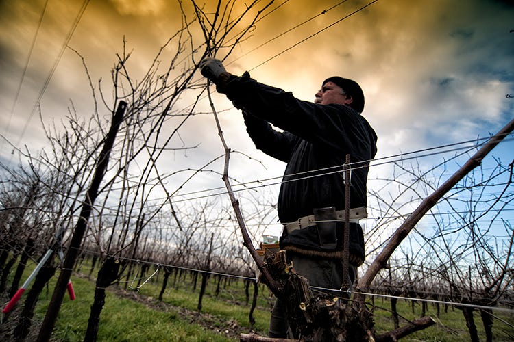 Potatura delle viti - Santa Margherita, 60 anni dal debutto del Pinot Grigio