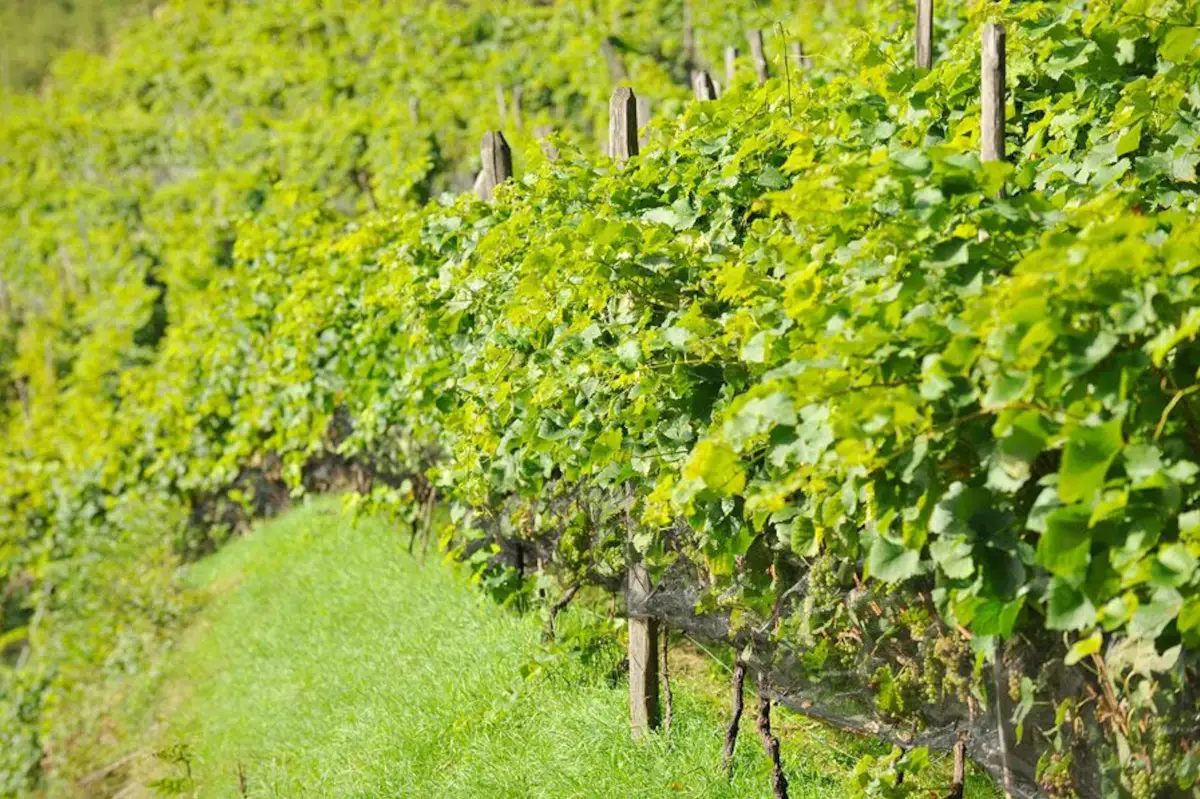 I vigneti Cantina Santerhof, il vino torna in alta quota dopo 100 anni