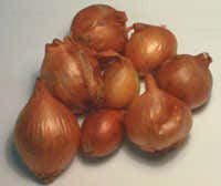 Scalogno di Romagna Igp