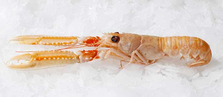 Gli scampi irlandesi sono fonte di proteine con quantità di grassi molto bassa - Scampi irlandesi, per non privarsi di piatti che mixano gusto e salute