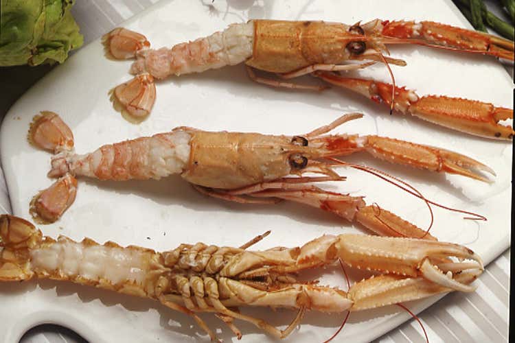 Scampi della Costa Azzurra - Scampo, principe dei crostacei Polpa morbida e gusto raffinato