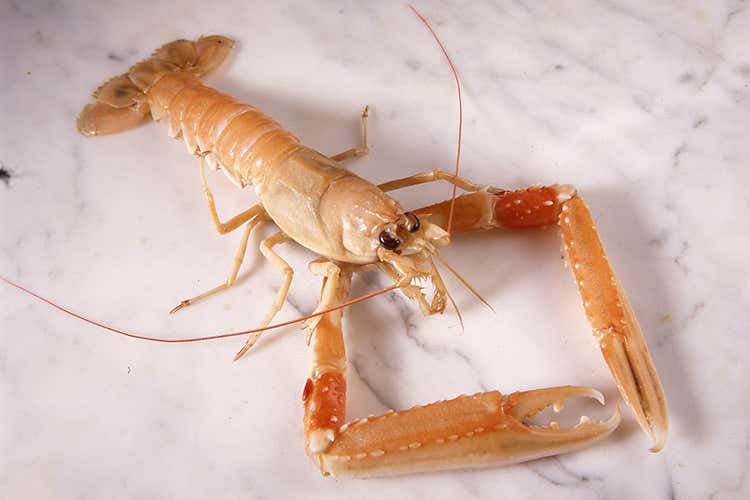 Scampo, principe dei crostacei Polpa morbida e gusto raffinato