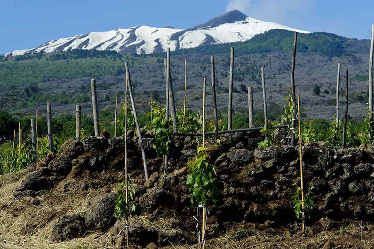 Scoperto un vino di 6mila anni fa La culla è la zona dell'Etna Scoperto un vino di 6mila anni fa La culla è la zona dell'Etna