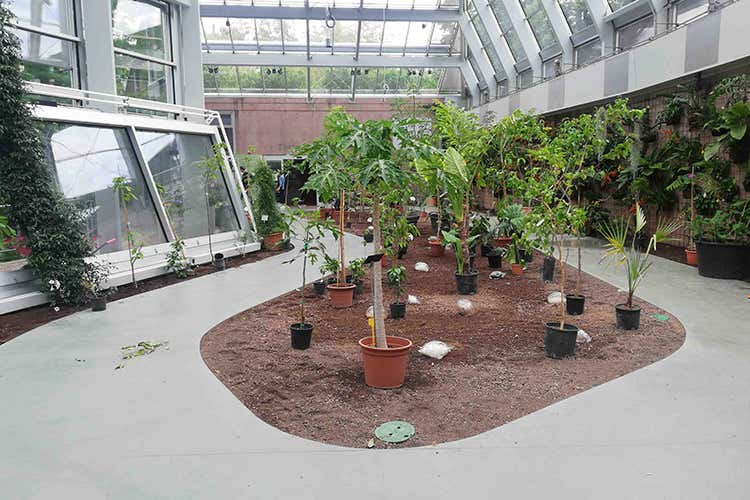 Dopo l'infestazione sono state piantumate piante giovani Riapre la Serra dei Giardini di Castel Trauttmansdorff Dopo l'infestazione sono state piantumate piante giovani Riapre la Serra dei Giardini di Castel Trauttmansdorff