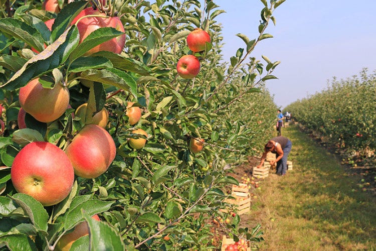 È già iniziata la raccolta di 2 miliardi di chili di mele - Serve sicurezza anche nei campi «Tamponi ai lavoratori stagionali»