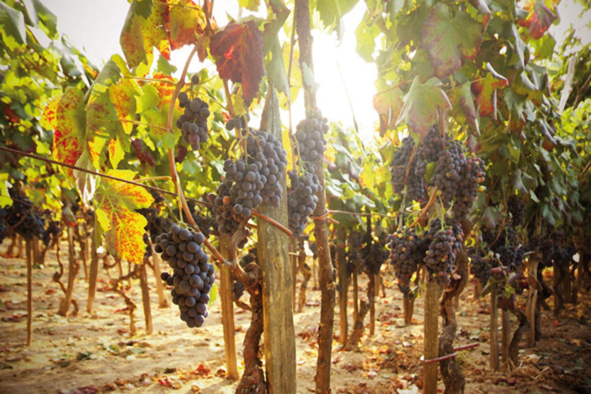 Siad premia l’innovazione nel settore viticolo ed enologico