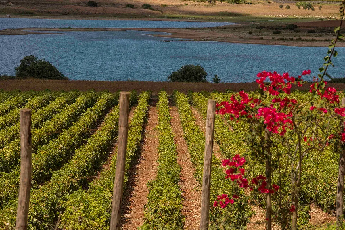 Credito foto: Consorzio Vini Doc Sicilia Sicilia, autentica culla della biodiversit&agrave; vitivinicola
