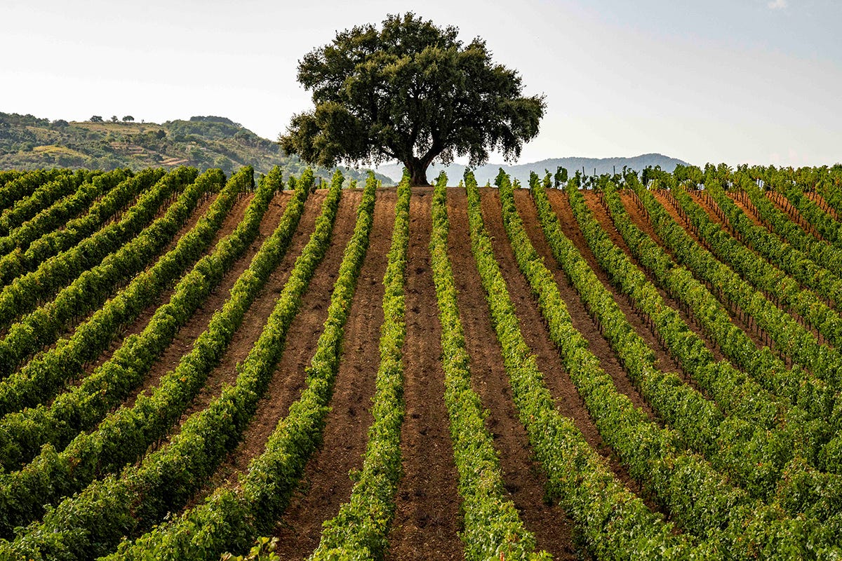 Credito foto: Consorzio Vini Doc Sicilia Sicilia, autentica culla della biodiversità vitivinicola
