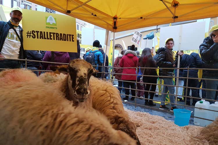 Sisma, agricoltori e allevatori in rivolta Fuori Montecitorio, chiedono più aiuti Sisma, agricoltori e allevatori in rivolta Fuori Montecitorio, chiedono più aiuti