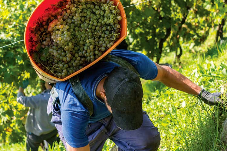 Un sistema che altrimenti rischierebbe di implodere (Sistema Prosecco, Luca Zaia: &laquo;Basta a nuove piantumazioni&raquo;)