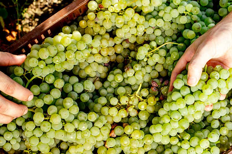 &laquo;I Consorzi producano in modo sostenibile&raquo;(Sistema Prosecco, Luca Zaia: &laquo;Basta a nuove piantumazioni&raquo;)