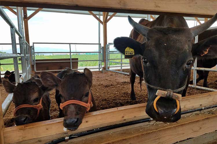 In questi ultimi anni la Wagyu si è ritagliata in Europa e in Italia un mercato importante  - Carne di prima scelta in tavola con l'e-shop di Wagyu Company