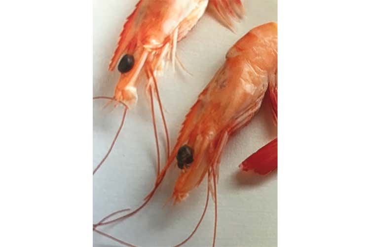 Skalo, l'intuizione di Giulio Gagliardini 6mila tonnellate di gamberi dall'Ecuador Skalo, l'intuizione di Giulio Gagliardini 6mila tonnellate di gamberi dall'Ecuador