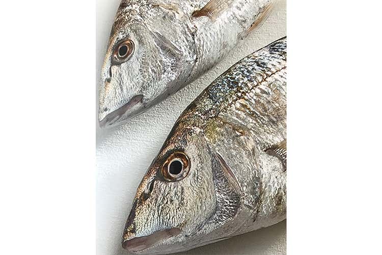 Skalo, l'intuizione di Giulio Gagliardini 6mila tonnellate di gamberi dall'Ecuador Skalo, l'intuizione di Giulio Gagliardini 6mila tonnellate di gamberi dall'Ecuador