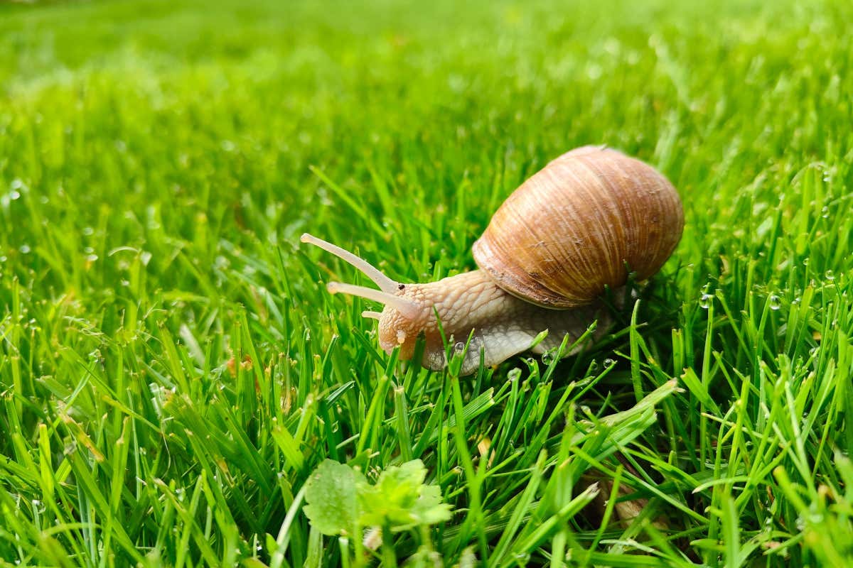 Buone notizie: in arrivo una legge che regola l'allevamento delle chiocciole Buone notizie: in arrivo una legge che regola l'allevamento delle chiocciole