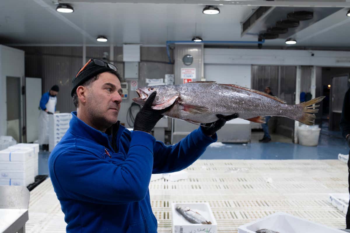 Come il Mercato Alimentare Milano garantisce qualità e sicurezza Come il Mercato Alimentare Milano garantisce qualità e sicurezza