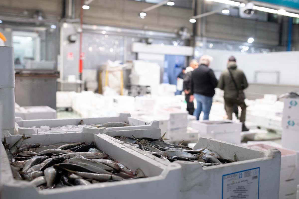 Nuovo sito web. Ecco come cambia l’esperienza al Mercato Alimentare di Milano Nuovo sito web. Ecco come cambia l’esperienza al Mercato Alimentare di Milano