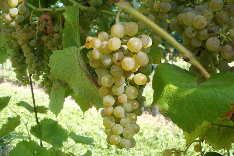 Il Solaris - La nuova frontiera dei vitigni resistenti alle malattie fungine