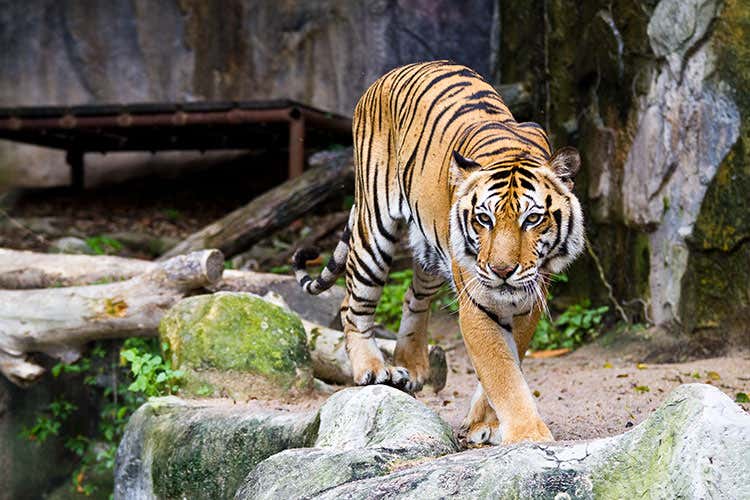 La tigre di 17 anni, a causa dell'età e delle severe complicazioni sviluppate, è stata soppressa - Soppressa in Svezia una tigre: Positiva al covid con gravi complicanze La tigre di 17 anni, a causa dell'età e delle severe complicazioni sviluppate, è stata soppressa - Soppressa in Svezia una tigre: Positiva al covid con gravi complicanze