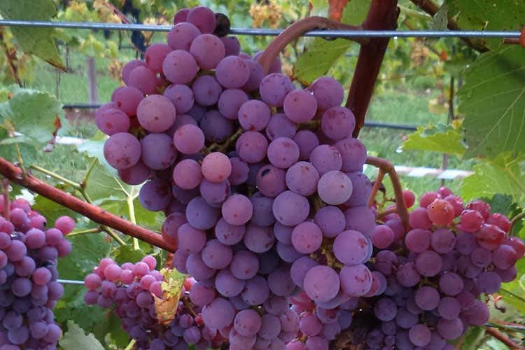 Il Souvignier Gris - La nuova frontiera dei vitigni resistenti alle malattie fungine