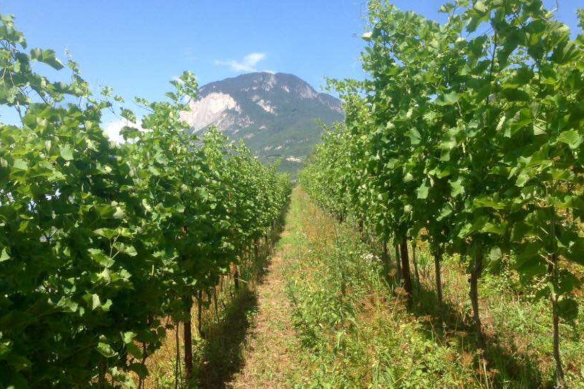 Vitigni Piwi: una rivoluzione ecosostenibile per la viticoltura