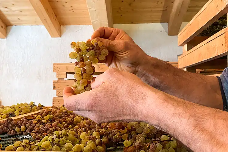 L'antico rito della spremitura del Vino Santo Trentino Doc Il Covid non ferma il Vino Santo Doc In Trentino il rito della spremitura