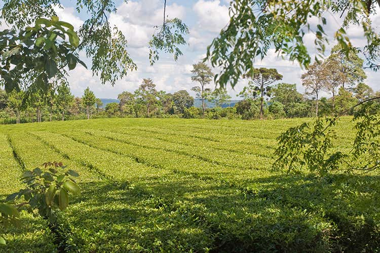 Stimolante, naturale, adatto agli sportivi Tutti i benefici dell'infuso con erba mate