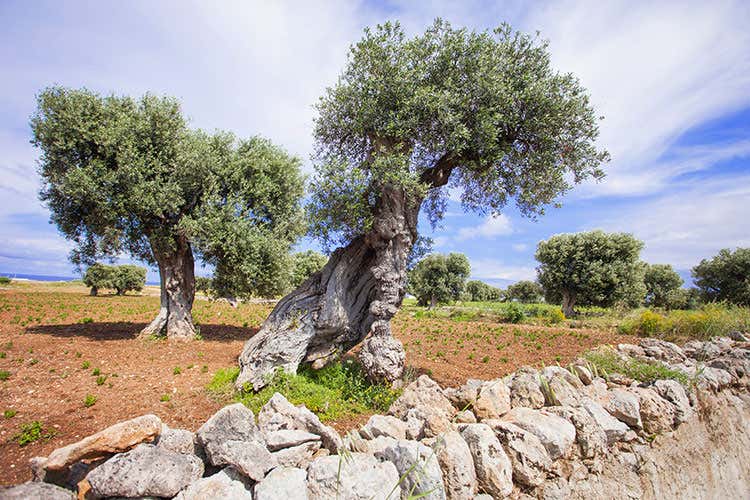 Ulivi in Puglia (Sul Tavoliere non manca l’evo) Ulivi in Puglia (Sul Tavoliere non manca l’evo)