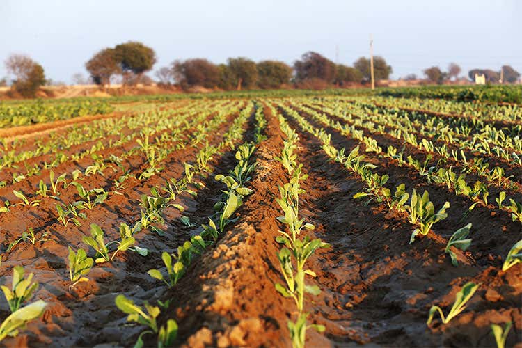 Superficie agricola, -28% in 25 anni 7.145 comuni a rischio frane e alluvioni Superficie agricola, -28% in 25 anni 7.145 comuni a rischio frane e alluvioni