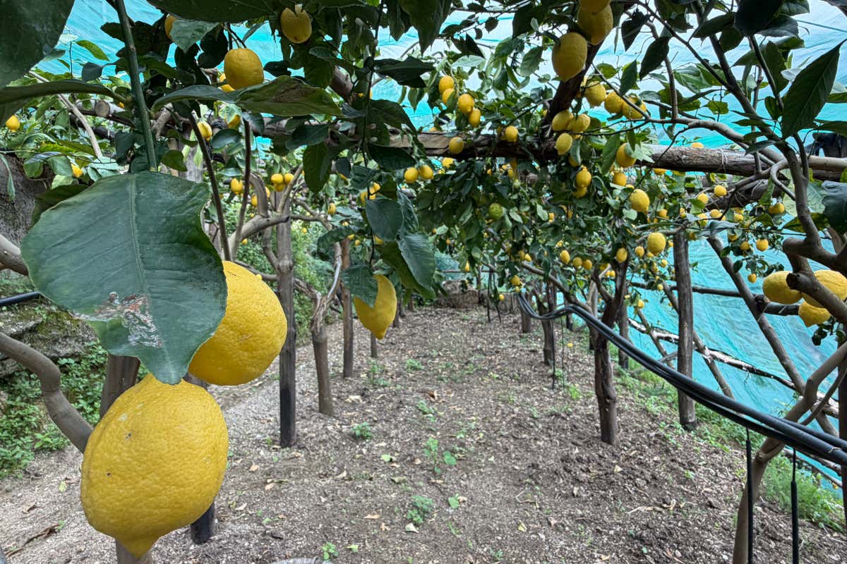 Il Limone Sfusato Amalfitano Igp