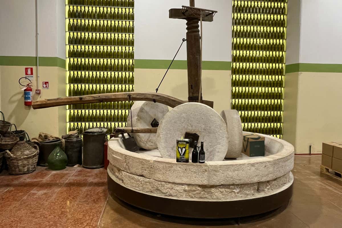 Meno olive, più qualità: come le stagioni complicate esaltano l’olio evo Meno olive, più qualità: come le stagioni complicate esaltano l’olio evo