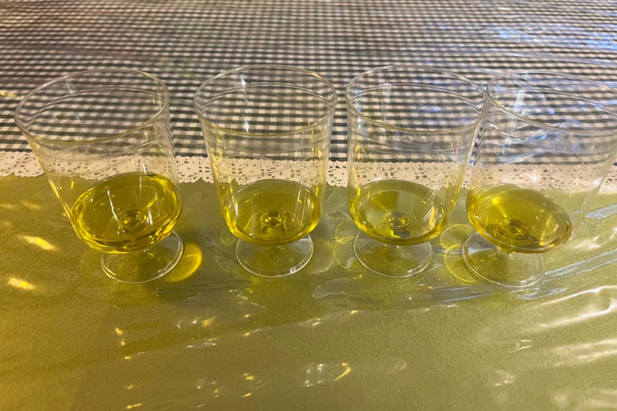 Meno olive, più qualità: come le stagioni complicate esaltano l’olio evo Meno olive, più qualità: come le stagioni complicate esaltano l’olio evo