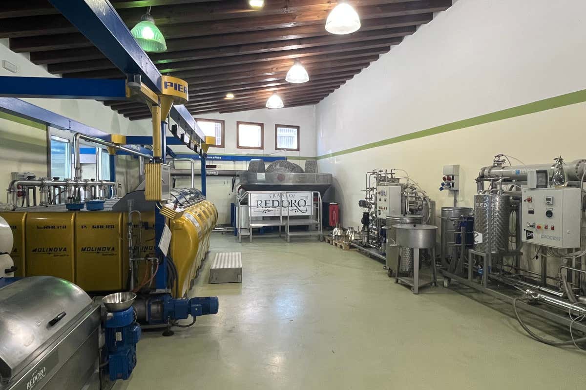 Meno olive, più qualità: come le stagioni complicate esaltano l’olio evo Meno olive, più qualità: come le stagioni complicate esaltano l’olio evo