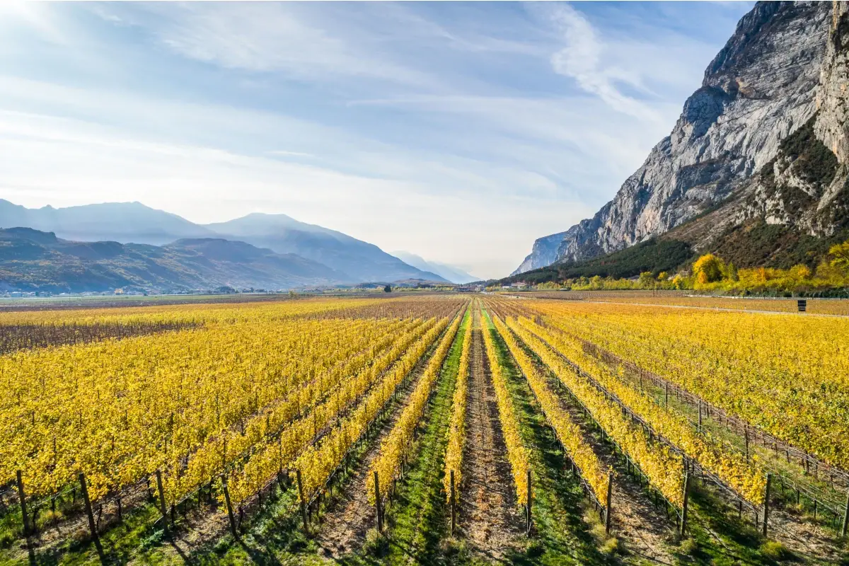 Progetto Impetus: Cantina Toblino al lavoro per una viticultura sostenibile