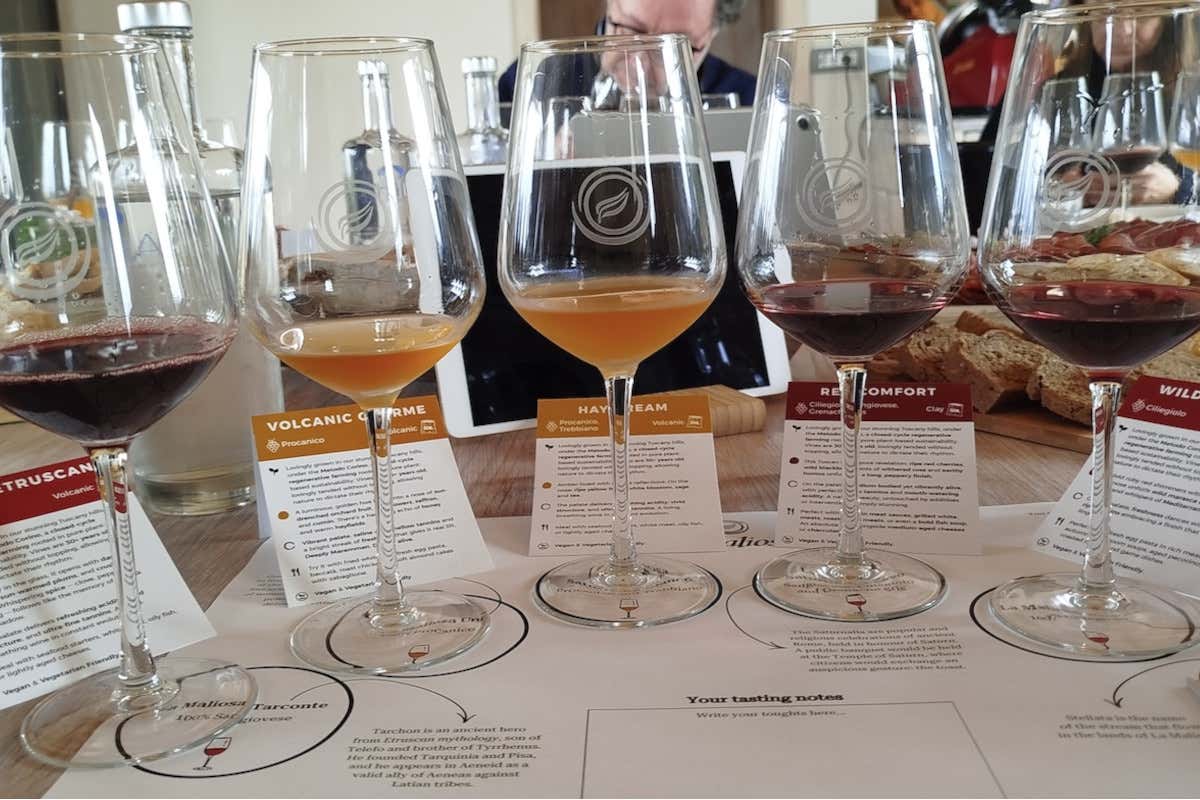 Nella Maremma grossettana il vino nasce in un ecosistema di filari, boschi e oliveti Nella Maremma grossettana il vino nasce in un ecosistema di filari, boschi e oliveti