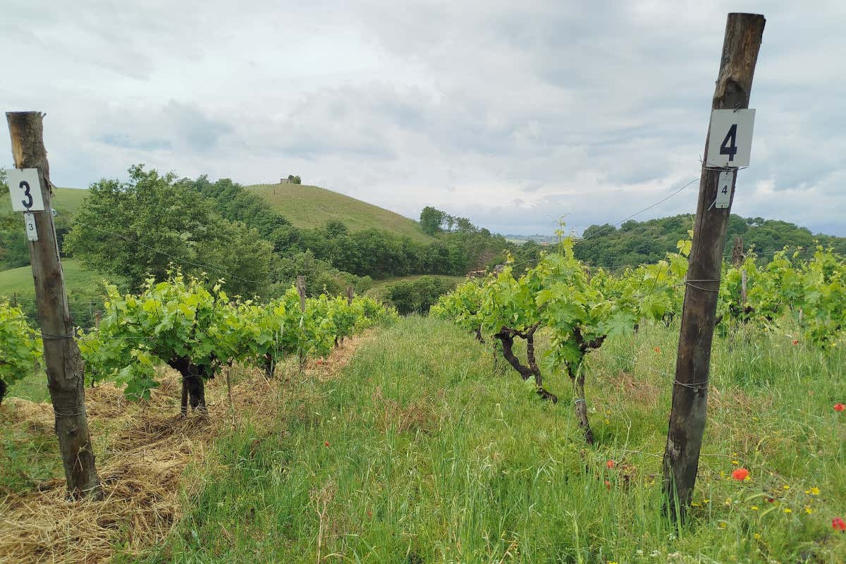 Nella Maremma grossettana il vino nasce in un ecosistema di filari, boschi e oliveti Nella Maremma grossettana il vino nasce in un ecosistema di filari, boschi e oliveti