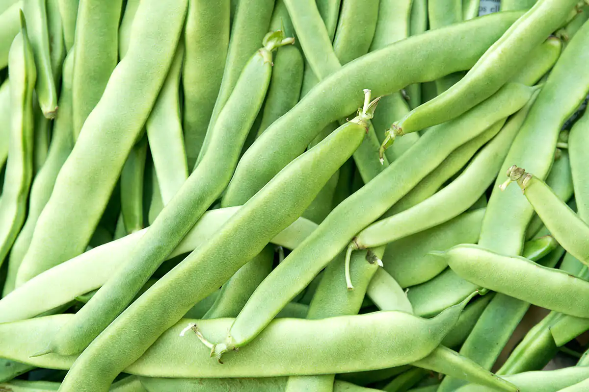 Taccole, ricche di fibre e vitamina C Perfette per le insalate estive