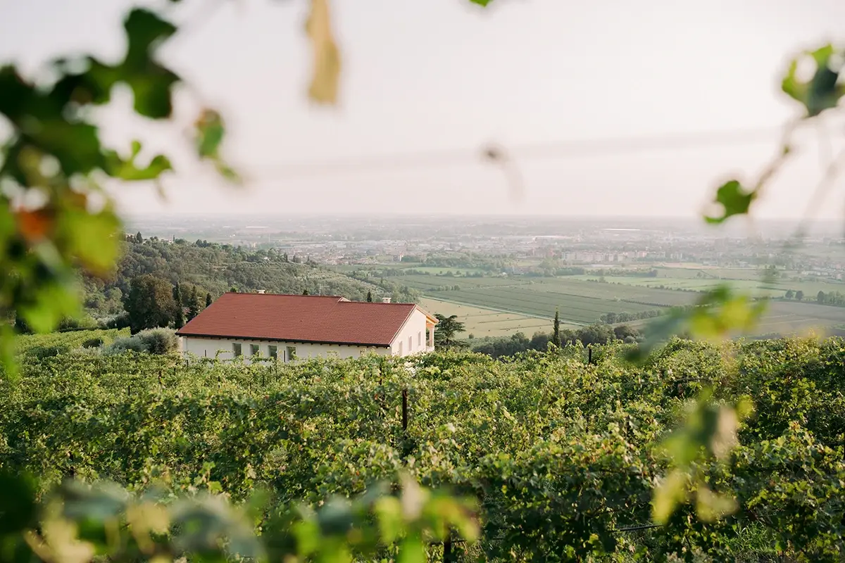 Scorcio della cantina dai vigneti Talestri in Valpolicella, il vino secondo tre amazzoni