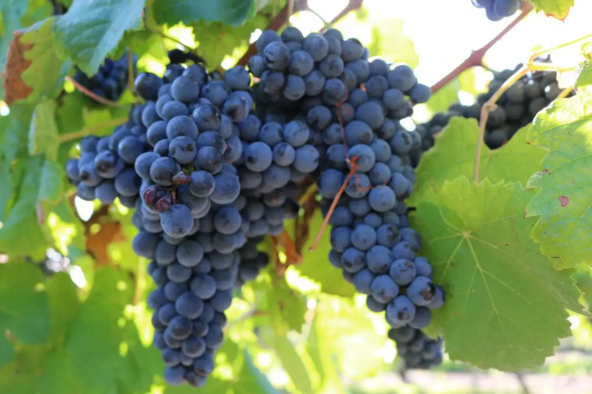 Tannat (foto: southamericawineguide.com) Tannat, dalla Francia all'Uruguay fino all'Italia