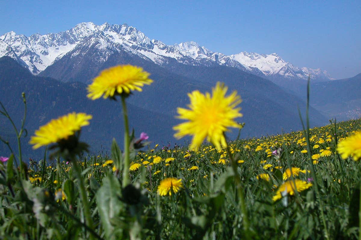 Il tarassaco, versatile in cucina e dalle mille proprietà. Foto: T. Mochen Il tarassaco, versatile in cucina e dalle mille proprietà. Foto: T. Mochen