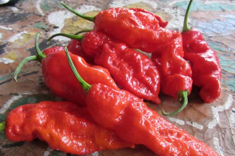 A Tarquinia Lido una sfida… piccante Chi mangia più Bhut Jolokia in 2 minuti? A Tarquinia Lido una sfida… piccante Chi mangia più Bhut Jolokia in 2 minuti?