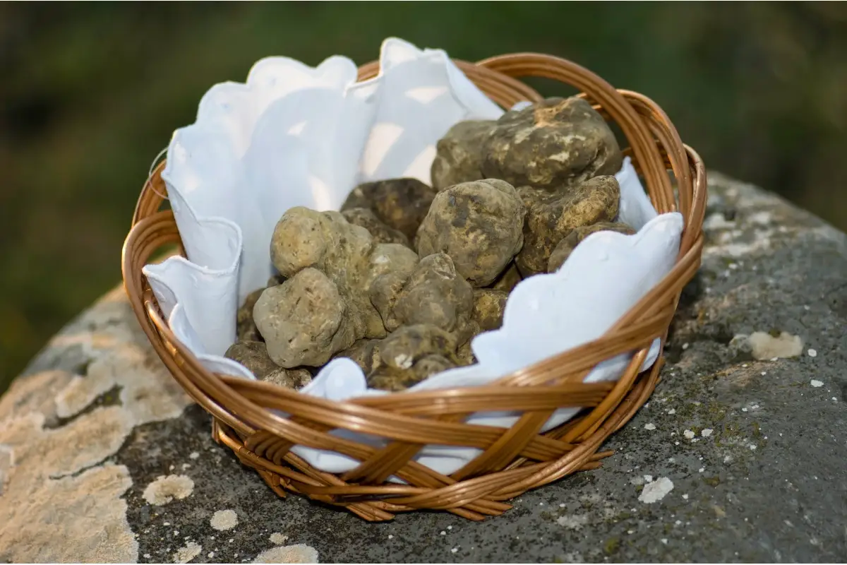 Il tartufo bianco istriano. Foto: Igor Zirojevic In Istria a caccia di tartufi bianchi