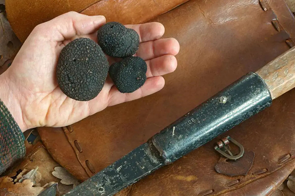 Tartufo, vero protagonista dell'offerta enogastronomica del territorio umbro L'Umbria tenta il rilancio con tartufo, ospitalit&agrave; diffusa e riconoscimenti Unesco