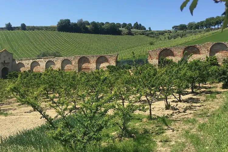 Tenuta Baia &egrave; situata nelle colline fra Massignano e Cupramarittima Dal mare alla terra e ritorno Il sogno della famiglia Marconi