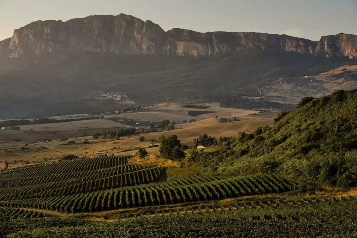 Tenuta Ficuzza I vini di quota di Cusumano