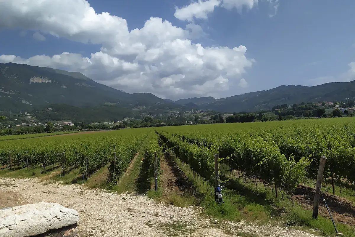 L'importanza della sostenibilit&agrave; ambientale
