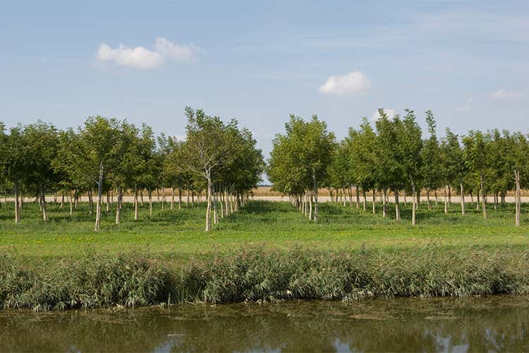 Tenuta La Spiga, una realtà poliedrica Accanto al Prosecco, anche noci e pere Tenuta La Spiga, una realtà poliedrica Accanto al Prosecco, anche noci e pere