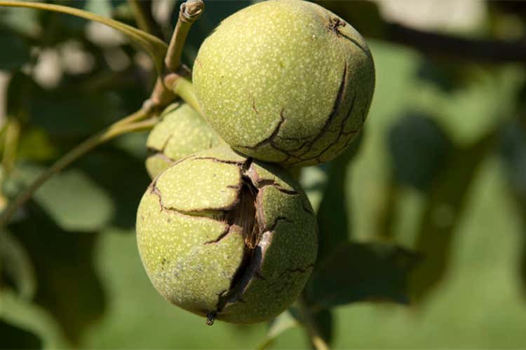 Tenuta La Spiga, una realtà poliedrica Accanto al Prosecco, anche noci e pere Tenuta La Spiga, una realtà poliedrica Accanto al Prosecco, anche noci e pere